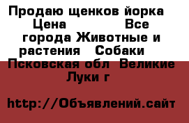 Продаю щенков йорка › Цена ­ 10 000 - Все города Животные и растения » Собаки   . Псковская обл.,Великие Луки г.